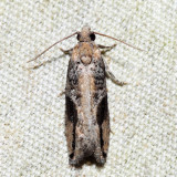 3233  Northern Boxelder Twig Borer Moth  Proteoteras crescentana