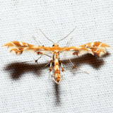 6091  Grape Plume Moth  Geina periscelidactylus