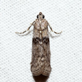 5787  Lesser Aspen Webworm Moth  Meroptera pravella