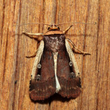 10891 - Flame-shouldered Dart - Ochropleura implecta