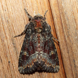 9348  Yellow-headed Cutworm Moth  Apamea amputatrix