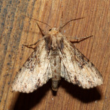 9341 - Airy Apamea - Apamea vultuosa
