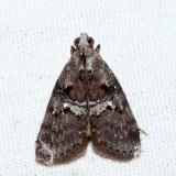 5606 – Maple Webworm Moth – Pococera asperatella