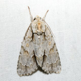 9236  Ochre Dagger  Acronicta morula 