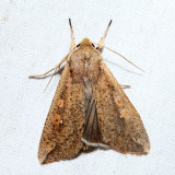 10438 - Armyworm Moth - Mythimna unipuncta