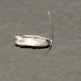 0119 - Pseudopostega cretea