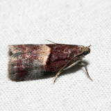 5672 – Cordovan Pyralid – Acrobasis exsulella