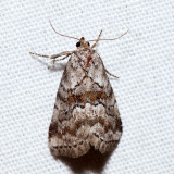 9035 - White-lined Graylet - Hyperstrotia nana