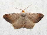 6339 – Blurry Chocolate Angle – Macaria transitaria