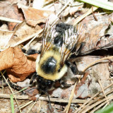 Common Eastern Bumble Bee - Bombus impatiens