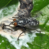 Flesh Fly - Sarcophaga sp.