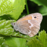 Common Ringlet - Coenonympha tullia