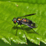 Long-legged Fly - Condylostylus patibulatus