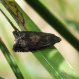 3408 - Tanacetum Root Moth - Dichrorampha vancouverana