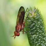 Marsh Fly - Tetanocera plumosa