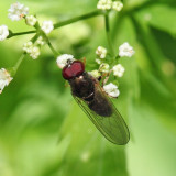 Platycheirus sp.