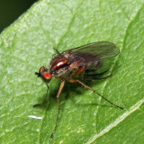 Long-legged Fly - Dolichopus sp.