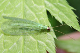 Golden-eyed Lacewing - Chrysopa oculata