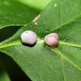 Contarinia undescribed-species-on-boxelder