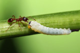 Pavement Ant - Tetramorium species-e