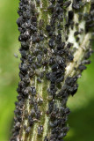 Black Bean Aphid - Aphis fabae