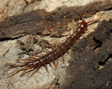 Brown Centipede - Lithobius forficatus