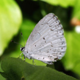Summer azure - Celastrina neglecta