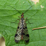 Panorpa claripennis