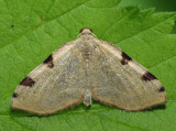 7674 - Three-spotted Fillip - Heterophleps triguttaria