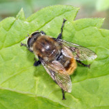 Narcissus Bulb Fly - Merodon equestris