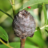 Willow Pinecone Gall Midge - Rabdophaga strobiloides