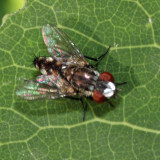 Satellite Fly - Miltogramminae - Metopia sp.