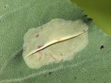 Phyllonorycter sp. (leaf mine)