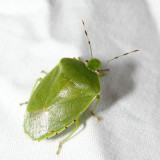 Green Stink Bug - Chinavia hilaris