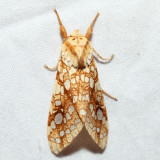 8211 - Hickory Tussock Moth - Lophocampa caryae