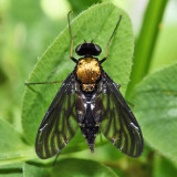 Golden-backed Snipe Fly - Chrysopilus thoracicus