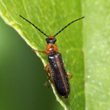 Podabrus intrusus