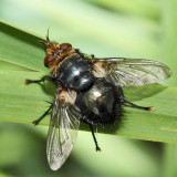 Archytas sp.