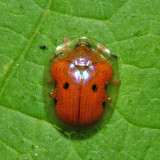 Golden Tortoise Beetle - Charidotella sexpunctata