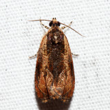 2800 – Variable Nigranum – Olethreutes nigranum