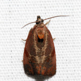 2866  Spirea Leaftier Moth  Evora hemidesma