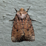 10532.1 – Southern Scurfy Quaker – Homorthodes lindseyi