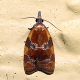 3716  Spring Dead-leaf Roller Moth  Cenopis diluticostana