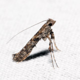 0606  Ash Leaf Cone Roller  Caloptilia fraxinella