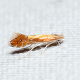 0738 - Phyllonorycter basistrigella