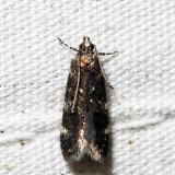 2069 – Chionodes continuella