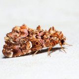 9631  Pink-shaded Fern Moth  Callopistria mollissima