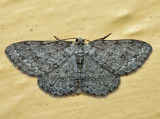 6570 - Four-Barred Gray - Aethalura intertexta