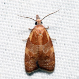 3716  Spring Dead-leaf Roller Moth  Cenopis diluticostana