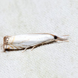  5361  Small White Grass-veneer  Crambus albellus
